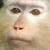 🤨 emoji @TgEmodziBot скиюиди тудаеь скиюи скидки тулает скибил тулет ски Telegram sticker 2 of 50