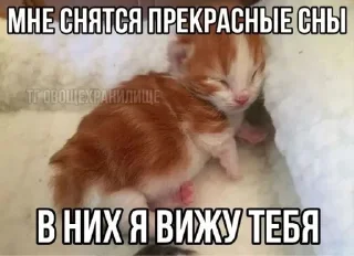 Sticker from письки продолжение