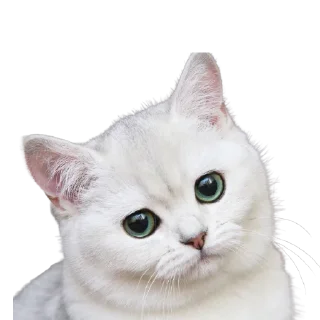 Sticker from Чат