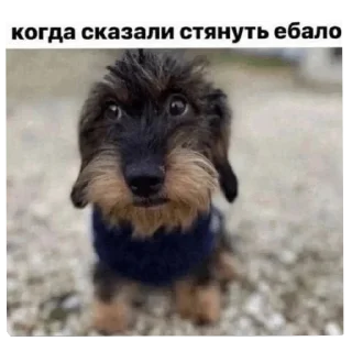 Sticker from Деградация