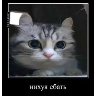 🤿 emoji Создал @OnyxStreid Telegram sticker 12 of 37