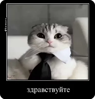 🌟 emoji Создал @OnyxStreid Telegram sticker 17 of 37