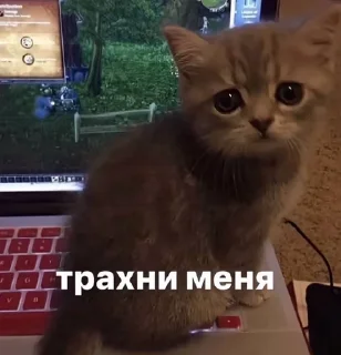 Sticker from Котеке