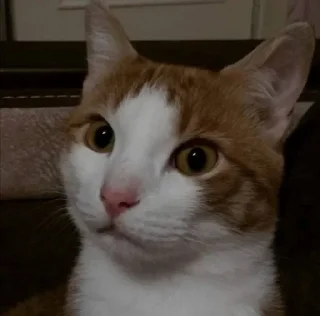 🐈 emoji СЕО ГИРОС Telegram sticker 7 of 35
