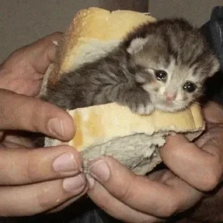 🍞 emoji Kitties Telegram sticker 5 of 65