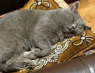 Sticker from Kitties