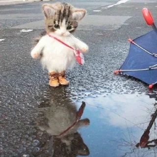 ☔️ emoji Kitties Telegram sticker 22 of 65