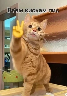 Sticker from Kitties