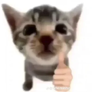 👍 emoji Kitties Telegram sticker 10 of 65