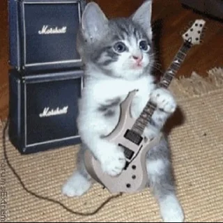 🎸 emoji Kitties Telegram sticker 17 of 65