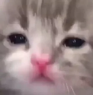❤️ emoji Ты котик Telegram sticker 18 of 22