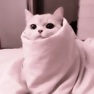 ❤️ emoji Ты котик Telegram sticker 16 of 22