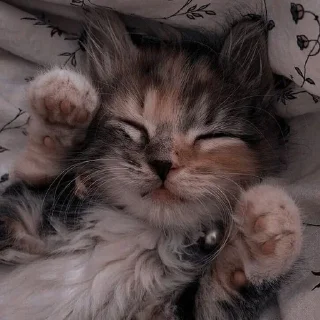 💖 emoji Ты котик Telegram sticker 19 of 22