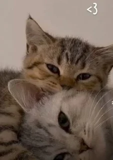 ❤️ emoji Ты котик Telegram sticker 20 of 22