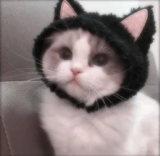 💖 emoji Ты котик Telegram sticker 9 of 22