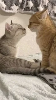 ❤️ emoji Ты котик Telegram sticker 21 of 22