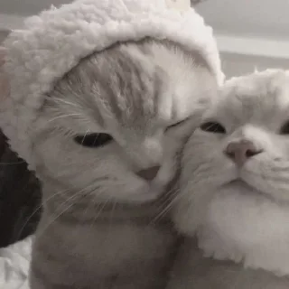 ❤️ emoji Ты котик Telegram sticker 22 of 22