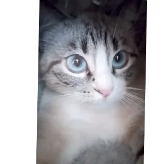 🐱 emoji Мята дурята Telegram sticker 21 of 29