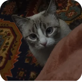🐱 emoji Мята дурята Telegram sticker 11 of 29