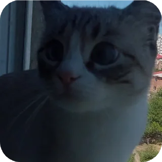 🐱 emoji Мята дурята Telegram sticker 19 of 29