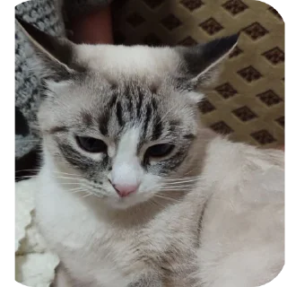 🐱 emoji Мята дурята Telegram sticker 6 of 29