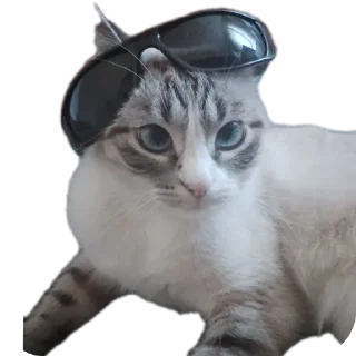 🐱 emoji Мята дурята Telegram sticker 22 of 29