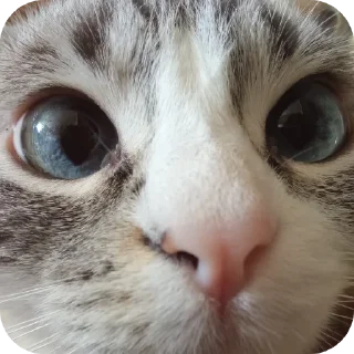 ❤ emoji Мята дурята Telegram sticker 9 of 29