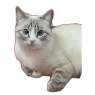 🐱 emoji Мята дурята Telegram sticker 12 of 29