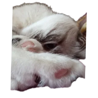 🐱 emoji Мята дурята Telegram sticker 17 of 29