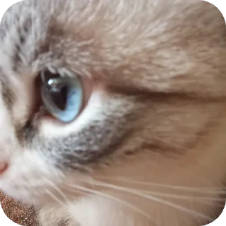 🐱 emoji Мята дурята Telegram sticker 7 of 29
