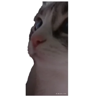 🐱 emoji Мята дурята Telegram sticker 23 of 29