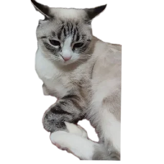 🐱 emoji Мята дурята Telegram sticker 18 of 29