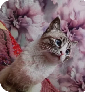 🐱 emoji Мята дурята Telegram sticker 10 of 29