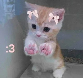 🐾 emoji ꒰ коти | ➩ by: @wexsavi 👀 Telegram sticker 5 of 80