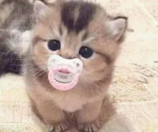 🍼 emoji ꒰ коти | ➩ by: @wexsavi 👀 Telegram sticker 20 of 80