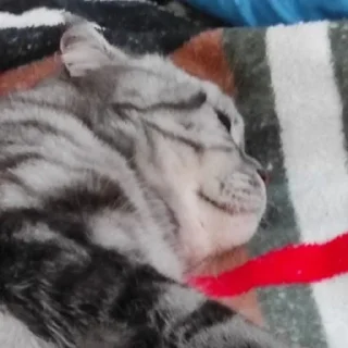 😴 emoji Шантик легенда Telegram sticker 7 of 7