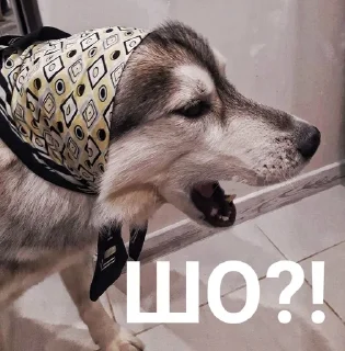 😨 emoji Хаскі Telegram sticker 6 of 30
