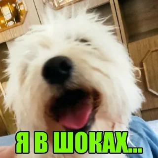🤯 emoji Dog's Bob's 🇺🇦 Telegram sticker 14 of 47