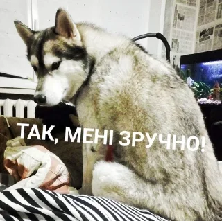😤 emoji Хаскі Telegram sticker 22 of 30