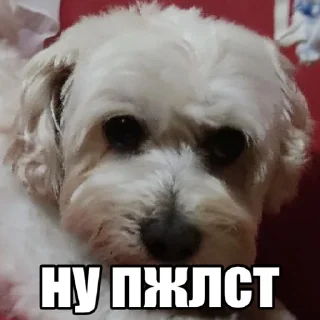 🥺 emoji Dog's Bob's 🇺🇦 Telegram sticker 17 of 47
