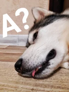 😱 emoji Хаскі Telegram sticker 9 of 30