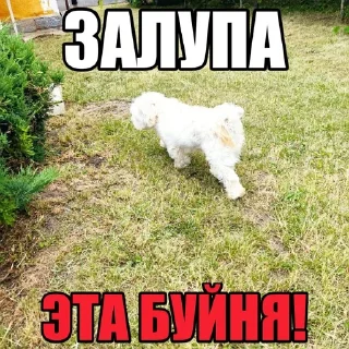 🙅 emoji Dog's Bob's 🇺🇦 Telegram sticker 3 of 47