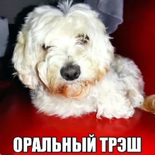😳 emoji Dog's Bob's 🇺🇦 Telegram sticker 23 of 47