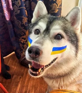 🇺🇦 emoji Хаскі Telegram sticker 14 of 30
