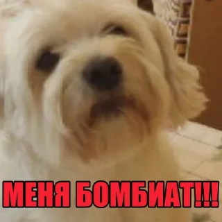 😭 emoji Dog's Bob's 🇺🇦 Telegram sticker 12 of 47