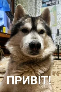 👋 emoji Хаскі Telegram sticker 11 of 30