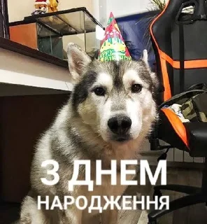 🥳 emoji Хаскі Telegram sticker 16 of 30