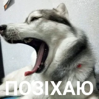 😴 emoji Хаскі Telegram sticker 24 of 30