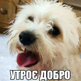 👋 emoji Dog's Bob's 🇺🇦 Telegram sticker 15 of 47