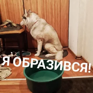 😒 emoji Хаскі Telegram sticker 17 of 30